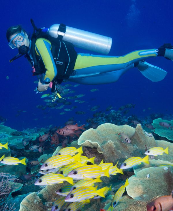 Oceania, Palau, Diver watching schoal of bluestripe snappers